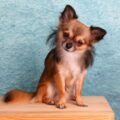 le chihuahua petit par la taille, grand par le caractère