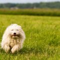 le coton de tuléar en famille créer des liens solides et affectueux