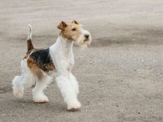 le fox terrier en famille intégration et cohabitation heureuses