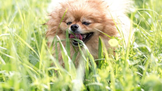 Le spitz nain en santé conseils précieux pour une longue vie ensemble le spitz nain en santé conseils précieux pour une longue vie ensemble