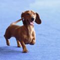 le teckel caractère et particularités d'un chien pas comme les autres