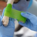 les causes et traitement de la luxation chez le chien