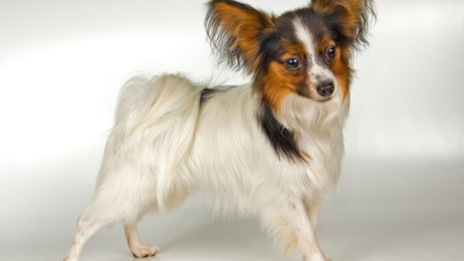 L'histoire fascinante du chien papillon un voyage à travers les siècles l'histoire fascinante du chien papillon un voyage à travers les siècles