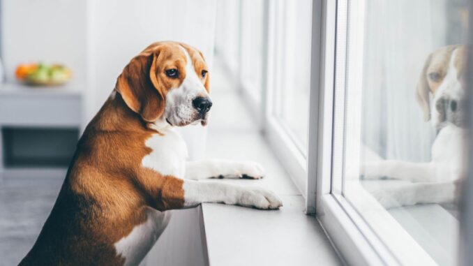 Puis-je laisser mon chien seul 3 jours Conseils pour une absence responsable puis je laisser mon chien seul 3 jours conseils pour une absence responsable