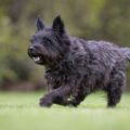 santé du cairn terrier prévenir et traiter les problèmes spécifiques à la race