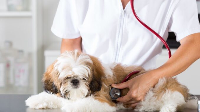 santé du shih tzu prévention et soins des problèmes spécifiques à la race