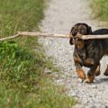 teckel kaninchen race, éducation, santé, prix, caractère, durée de vie