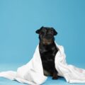 toilettage du petit brabançon astuces pour un entretien optimal