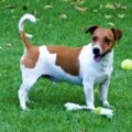 vivre avec un jack russell trucs et astuces pour une harmonie quotidienne (1)
