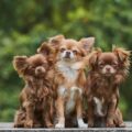 vivre avec un chihuahua en appartement conseils pour un quotidien harmonieux