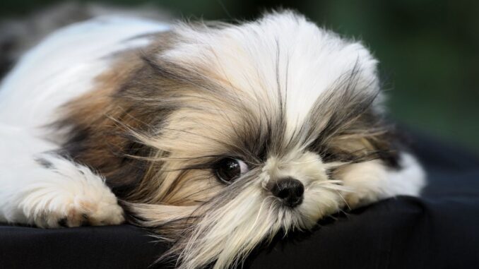 vivre avec un shih tzu en appartement astuces pour un bien être partagé