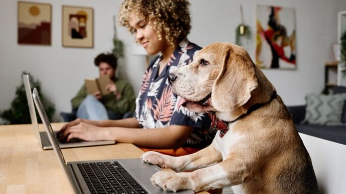 chien travail Comment faire avec un chien quand on travaille ? Gestion du temps et astuces