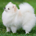 white spitz