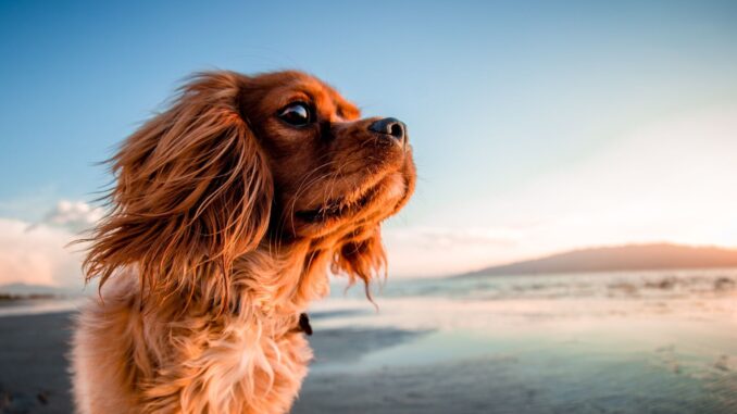 Combien coûte une mutuelle pour chien couverture, tarif ? combien coûte une mutuelle pour chien couverture, tarif ?