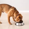 comment calculer la ration ménagère d'un petit chien