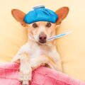 comment stopper la diarrhée chez le petit chien ?