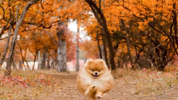 Comment suivre son petit chien tracedur GPS, Airtag, Collier... comment suivre son petit chien tracedur gps, airtag, collier...
