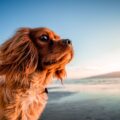 comment trouver une assurance chien pas cher (1)