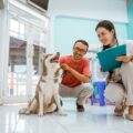 comment trouver une mutuelle pour chien sans carence