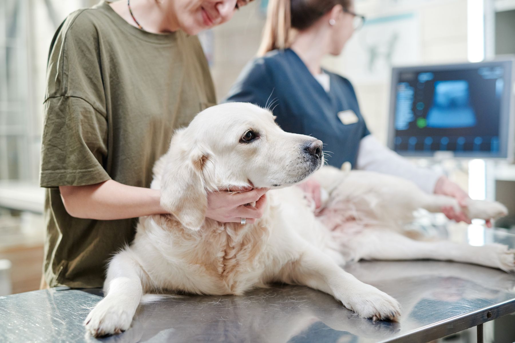 Drontal, tout savoir sur le vermifuge pour chien Yorkshires.fr