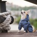 est ce qu'un petit chien peut être chien de garde ?