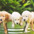 groupe 8 fci chiens rapporteurs de gibier et chiens d'eau