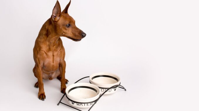 Pourquoi adopter un Pinscher nain ? pourquoi adopter un pinscher nain ?