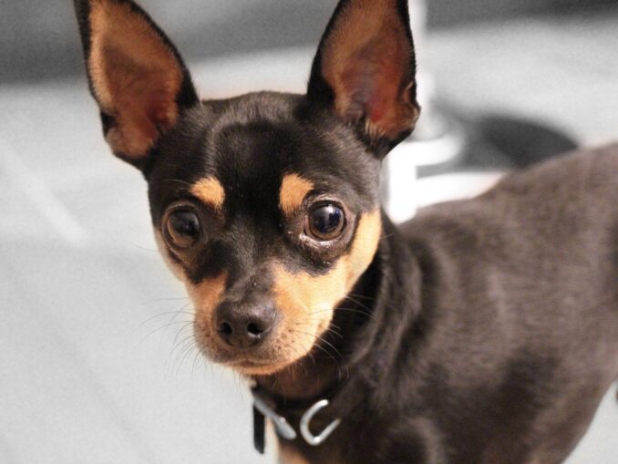 Pinscher Nain Petit Chien, Prix, Toy, Chiot à Donner, Spa, Race