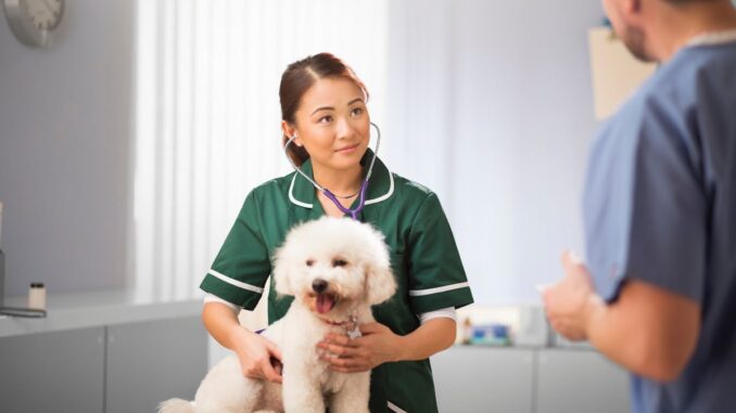 Quel est le prix d’une ablation d'utérus pour chienne quel est le prix d’une ablation d'utérus pour chienne