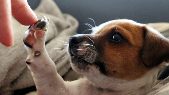 quel est le prix d'une stérilisation d'un petit chien ?