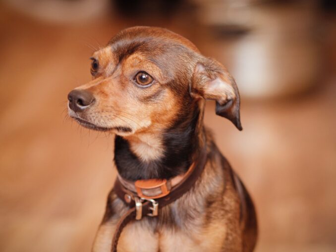 Pinscher Nain Petit Chien, Prix, Toy, Chiot à Donner, Spa, Race