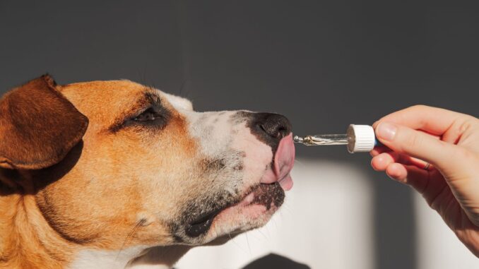 Tout savoir sur la boutique Chiens & Chats Naturellement produits bio et écolo tout savoir sur la boutique chiens & chats naturellement produits bio et écolo