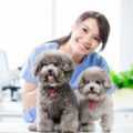 Dermipred Chien : tout savoir sur ces comprimés pour traiter les inflammations