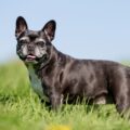 a quel age le bouledogue francais atteint sa taille adulte