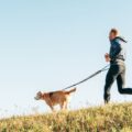 activité avec son chien, qu’est ce que la cani rando