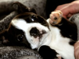 ce quil faut savoir avant dadopter un boston terrier