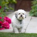 comment bien éduquer un lhassa apso bébé