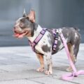 comment choisir la taille d'un harnais pour chien
