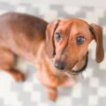 comment prendre soin dun chiot teckel au poil dur