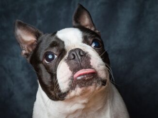 comment trouver un boston terrier à vendre sur le bon coin
