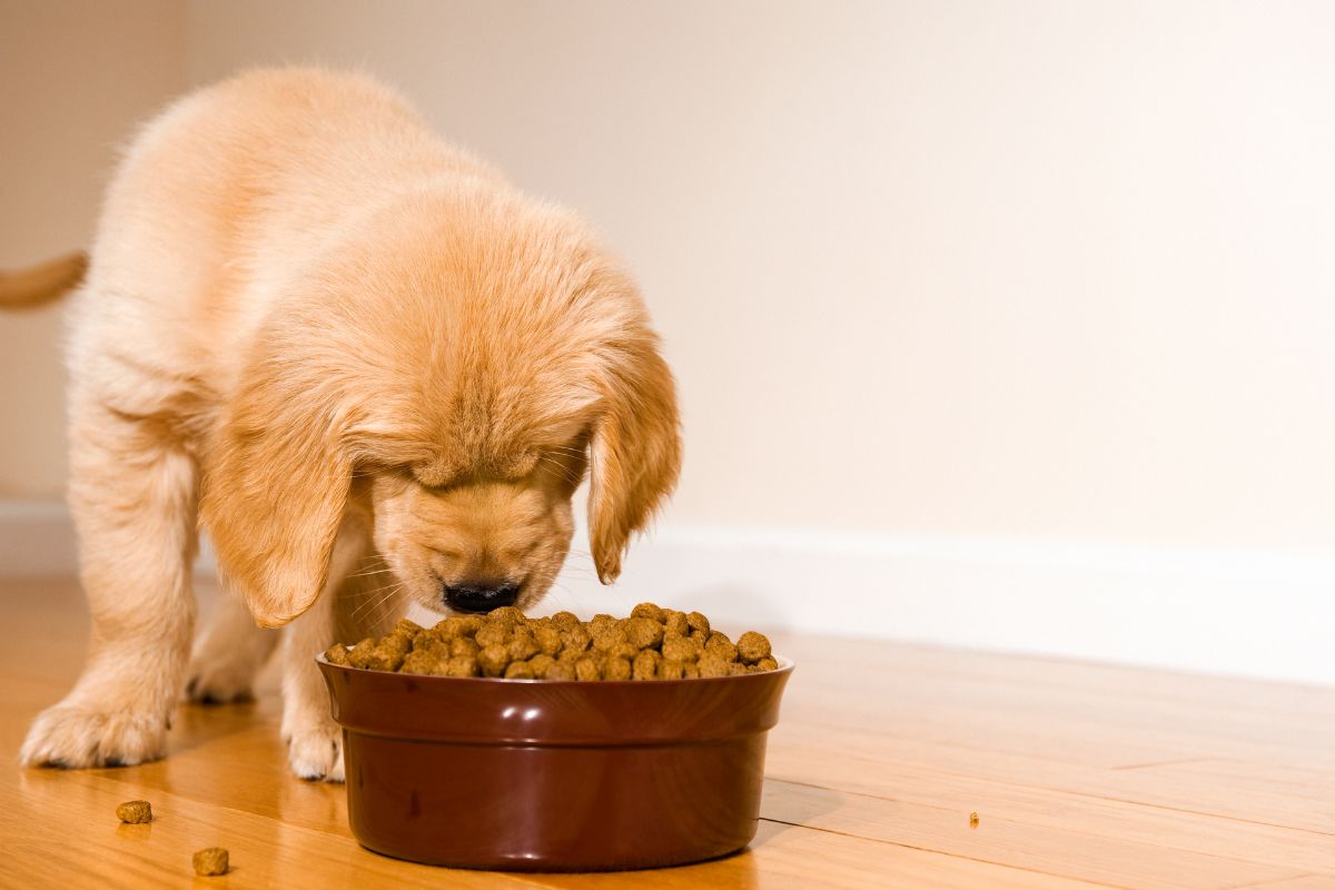 Eden croquettes pour chien, gamme, prix et avis Yorkshires.fr