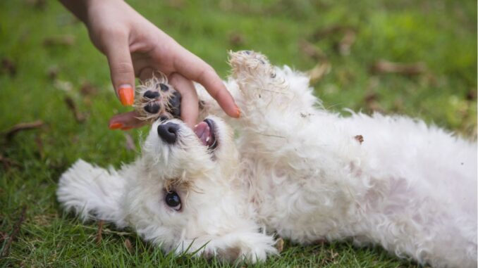 Elevage de Bichon Frisé trouver un éleveur de cette race elevage de bichon frisé trouver un éleveur de cette race