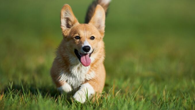 élevage de corgi trouver un éleveur de cette race