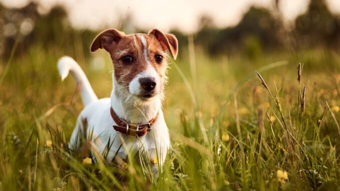 Elevage de Jack Russell trouver un éleveur de cette race elevage de jack russell trouver un éleveur de cette race