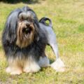 elevage de petit chien lion trouver un éleveur de cette race