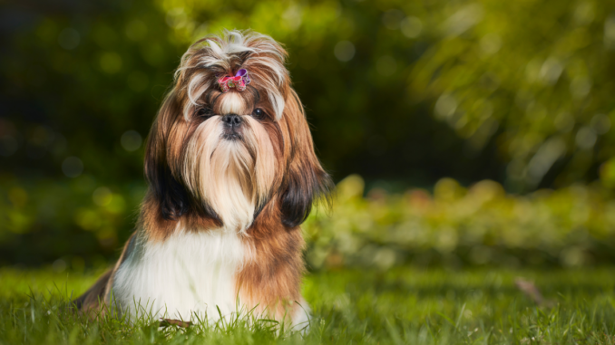 elevage de shih tzu trouver un éleveur de cette race