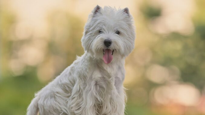 élevage de westie trouver un éleveur de cette race