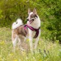 harnais chien decathlon, la marque référence pour le rapport qualité prix (1)