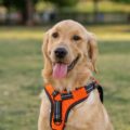 harnais pour chien julius k9, la marque référence
