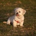ou trouver un lhassa apso a adopter gratuitement